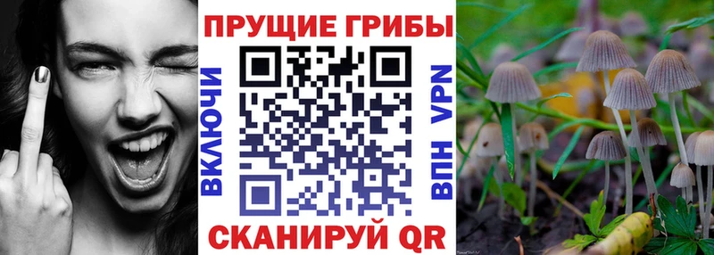Псилоцибиновые грибы прущие грибы MEGA tor Новоалтайск закладки